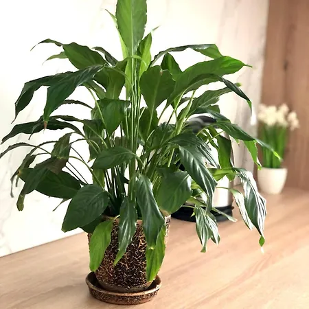 Osapart In A Complex Semycvit 7