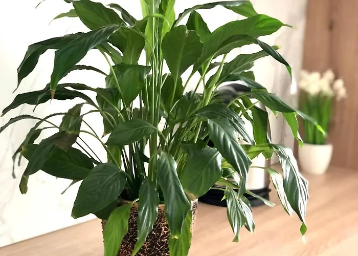 Osapart In A Complex Semycvit 7